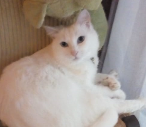 Immagine.png.bf055b35328ebad3cf5e4f0d9ab9c3bd.png
